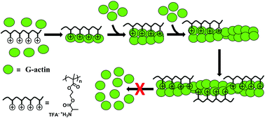 Graphical abstract: Side-chain amino acid based cationic polymer induced actin polymerization
