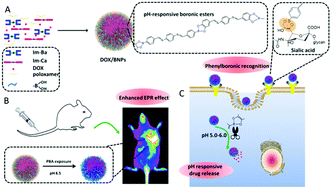 Graphical abstract: Covalent self-assembled nanoparticles with pH-dependent enhanced tumor retention and drug release for improving tumor therapeutic efficiency