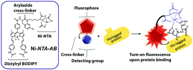 Graphical abstract: A Ni-NTA-based red fluorescence probe for protein labelling in live cells