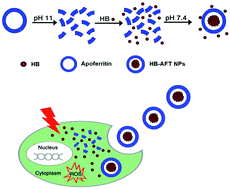 Graphical abstract: Preparation of hypocrellin B nanocages in self-assembled apoferritin for enhanced intracellular uptake and photodynamic activity