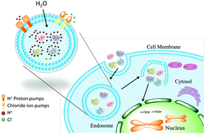 Graphical abstract: Histidine-enriched multifunctional peptide vectors with enhanced cellular uptake and endosomal escape for gene delivery