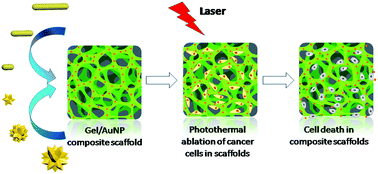 Graphical abstract: Composite scaffolds of gelatin and gold nanoparticles with tunable size and shape for photothermal cancer therapy