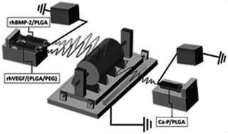 Graphical abstract: Electrospun multicomponent and multifunctional nanofibrous bone tissue engineering scaffolds