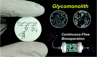 Graphical abstract: Glycopolymer monoliths for affinity bioseparation of proteins in a continuous-flow system: glycomonoliths