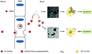 Graphical abstract: Dual-functional selenium nanoparticles bind to and inhibit amyloid β fiber formation in Alzheimer's disease
