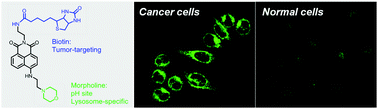 Graphical abstract: A tumor-targeting and lysosome-specific two-photon fluorescent probe for imaging pH changes in living cells