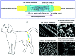 Graphical abstract: Bone marrow mesenchymal stem cell-derived acellular matrix-coated chitosan/silk scaffolds for neural tissue regeneration