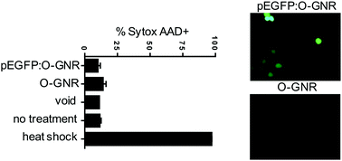 Graphical abstract: Gene delivery to mammalian cells using a graphene nanoribbon platform