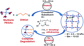 Graphical abstract: Control of gelation, degradation and physical properties of polyethylene glycol hydrogels through the chemical and physical identity of the crosslinker