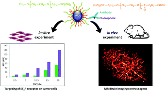 Graphical abstract: Optimization of pegylated iron oxide nanoplatforms for antibody coupling and bio-targeting