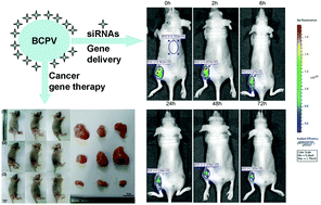 Graphical abstract: Biodegradable nanoparticles as siRNA carriers for in vivo gene silencing and pancreatic cancer therapy