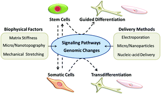 Graphical abstract: A biomaterial approach to cell reprogramming and differentiation