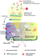 Graphical abstract: Overcoming multidrug resistance through co-delivery of ROS-generating nano-machinery in cancer therapeutics