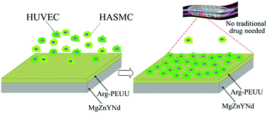 Graphical abstract: A novel biodegradable and biologically functional arginine-based poly(ester urea urethane) coating for Mg–Zn–Y–Nd alloy: enhancement in corrosion resistance and biocompatibility
