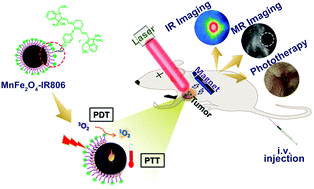 Graphical abstract: 808 nm light responsive nanotheranostic agents based on near-infrared dye functionalized manganese ferrite for magnetic-targeted and imaging-guided photodynamic/photothermal therapy