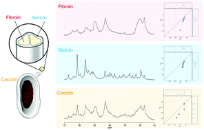 Graphical abstract: Hydration of Bombyx mori silk cocoon, silk sericin and silk fibroin and their interactions with water as studied by 13C NMR and 2H NMR relaxation