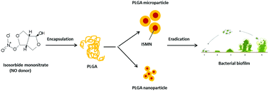 Graphical abstract: Biodegradable nitric oxide precursor-loaded micro- and nanoparticles for the treatment of Staphylococcus aureus biofilms