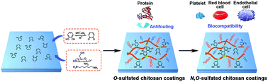 Graphical abstract: Direct catechol conjugation of mussel-inspired biomacromolecule coatings to polymeric membranes with antifouling properties, anticoagulant activity and cytocompatibility