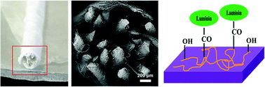 Graphical abstract: Laminin-coated nerve guidance conduits based on poly(l-lactide-co-glycolide) fibers and yarns for promoting Schwann cells’ proliferation and migration