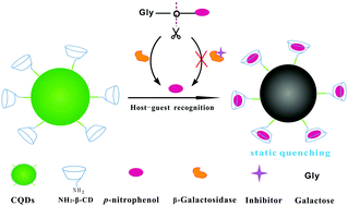 Graphical abstract: A universal fluorometric assay strategy for glycosidases based on functional carbon quantum dots: β-galactosidase activity detection in vitro and in living cells