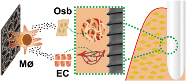 Graphical abstract: M2 macrophages contribute to osteogenesis and angiogenesis on nanotubular TiO2 surfaces