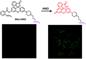 Graphical abstract: A targetable fluorescent probe for imaging exogenous and intracellularly formed nitroxyl in mitochondria in living cells