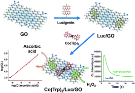 Graphical abstract: Lucigenin/Co(tryptophan)2 complex bifunctionalized graphene oxide: facile synthesis and unique chemiluminescence