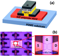 Graphical abstract: Non-volatile organic ferroelectric memory transistors fabricated using rigid polyimide islands on an elastomer substrate