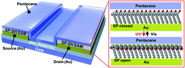 Graphical abstract: Photocontrol of charge injection/extraction at electrode/semiconductor interfaces for high-photoresponsivity organic transistors