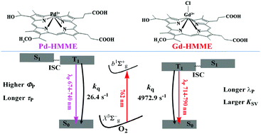 Graphical abstract: Comparison study on the influence of the central metal ions in palladium(ii)- and gadolinium(iii)-porphyrins for phosphorescence-based oxygen sensing