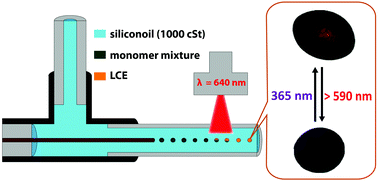 Graphical abstract: Microfluidic synthesis of micrometer-sized photoresponsive actuators based on liquid crystalline elastomers
