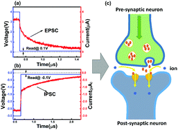 Graphical abstract: Superior resistive switching memory and biological synapse properties based on a simple TiN/SiO2/p-Si tunneling junction structure