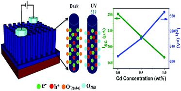 Graphical abstract: Elucidation of the unsymmetrical effect on the piezoelectric and semiconducting properties of Cd-doped 1D-ZnO nanorods