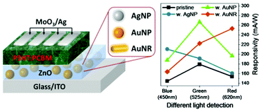 Graphical abstract: Plasmon-mediated wavelength-selective enhanced photoresponse in polymer photodetectors