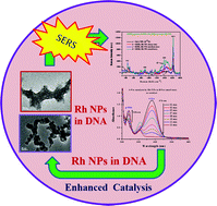 Graphical abstract: Enhanced catalytic and SERS activities of size-selective Rh NPs on DNA scaffolds
