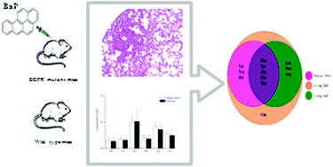 Graphical abstract: Changes of serum amino acid profiles by an epidermal growth factor receptor mutation and benzo[a]pyrene in mouse lung tumorigenesis