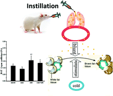 Graphical abstract: Inhaled SiO2 nanoparticles blunt cold-exposure-induced WAT-browning and metabolism activation in white and brown adipose tissue