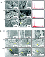 Graphical abstract: UVB exposure enhanced the dermal penetration of zinc oxide nanoparticles and induced inflammatory responses through oxidative stress mediated by MAPKs and NF-κB signaling in SKH-1 hairless mouse skin