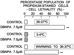 Graphical abstract: Cytotoxic actions of 2,2-dibromo-3-nitrilopropionamide, a biocide in hydraulic fracturing fluids, on rat thymocytes