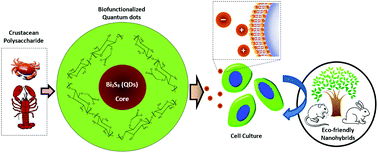 Graphical abstract: Cytotoxicity investigation of luminescent nanohybrids based on chitosan and carboxymethyl chitosan conjugated with Bi2S3 quantum dots for biomedical applications