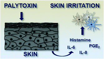 Graphical abstract: Pro-inflammatory effects of palytoxin: an in vitro study on human keratinocytes and inflammatory cells