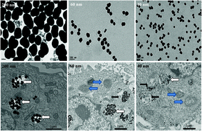 Graphical abstract: Cytotoxicity and autophagy dysfunction induced by different sizes of silica particles in human bronchial epithelial BEAS-2B cells