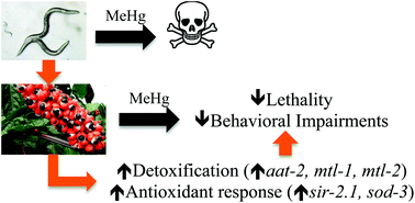 Graphical abstract: Guarana (Paullinia cupana Mart.) attenuates methylmercury-induced toxicity in Caenorhabditis elegans