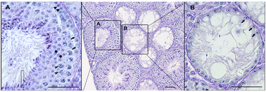 Graphical abstract: Role of cytochrome P450s in the male reproductive toxicity of 1-bromopropane