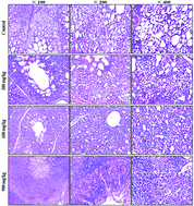 Graphical abstract: Oxidative stress and inflammatory responses involved in dietary nickel chloride (NiCl2)-induced pulmonary toxicity in broiler chickens