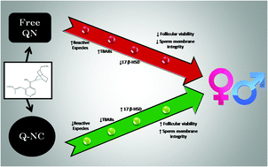 Graphical abstract: Effect of quinine-loaded polysorbate-coated nanocapsules on male and female reproductive systems of rats