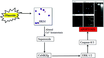 Graphical abstract: Fluoride-induced headkidney macrophage cell apoptosis involves activation of the CaMKIIg-ERK 1/2-caspase-8 axis: the role of superoxide in initiating the apoptotic cascade