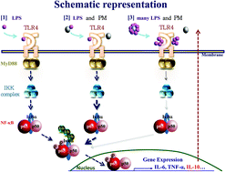 Graphical abstract: Lipopolysaccharide attached to urban particulate matter 10 suppresses immune responses in splenocytes while particulate matter itself activates NF-κB