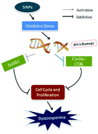 Graphical abstract: Silica nanoparticles induce start inhibition of meiosis and cell cycle arrest via down-regulating meiotic relevant factors