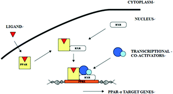 Graphical abstract: Application research on PPARα-transgenic mice in preclinical safety evaluation of gemfibrozil